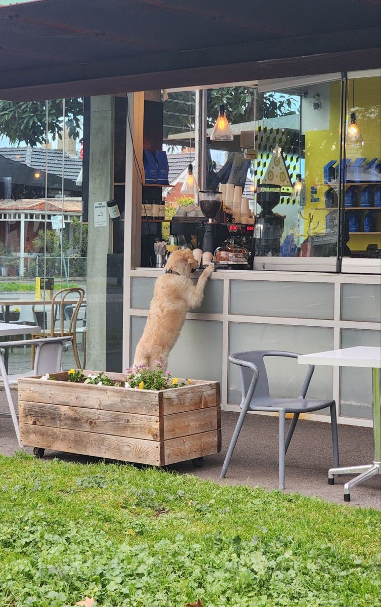 Everyone and dog love Melbourne coffee 📸 <a href="/sarahartree/">Sarah Hartree</a>