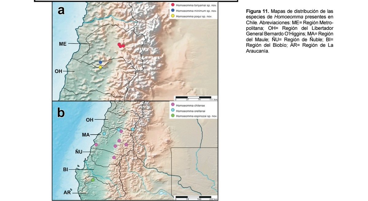 paampano's tweet photo. Gracias a todos y todas por confiar y creer en Poqui.
Gracias a Arañas de Chile por la constante colaboración.
Además se describen 3 especies nuevas más y se hace una revisión del género Hommeoma en Chile. 
Aquí va el link del paper por si gustan leerlo:
https://t.co/0YDO7RAHfJ https://t.co/N6xV3lFIAS