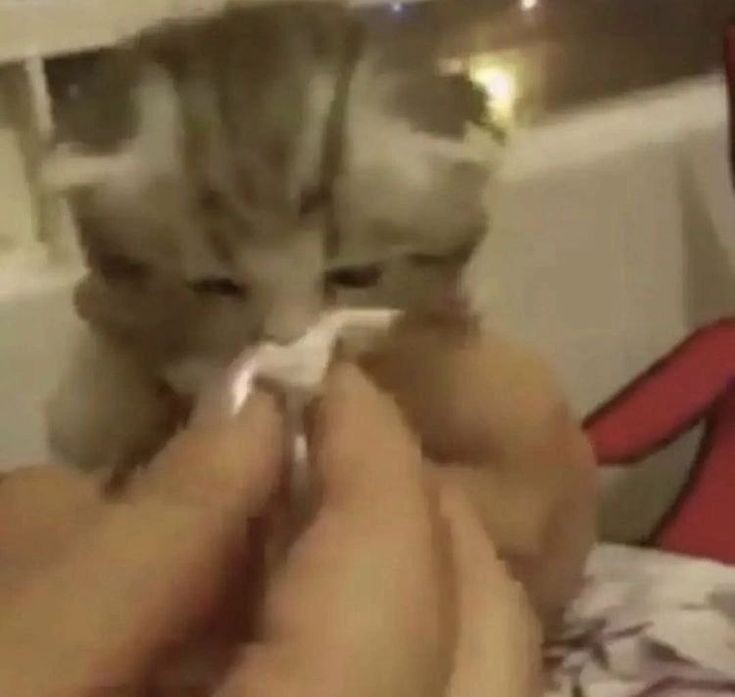 Has sniffles