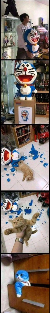 DARIKUI_'s tweet photo. @PostsOfCats https://t.co/koptq6xuU0