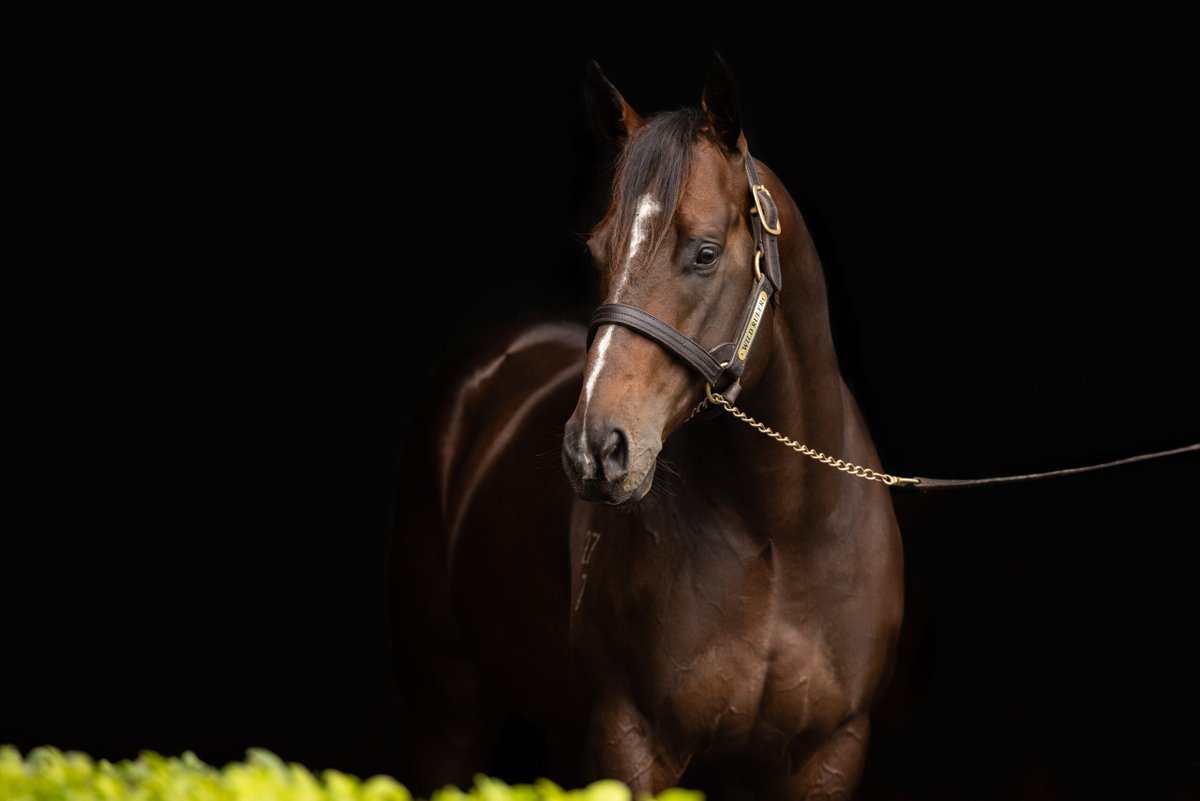 MonNeill's tweet image. WILD RULER ⚔️ could he be Champion First Season Sire ❓
Was he a pre-Christmas 🎄2YO❓
YES, won the L Inglis Nursery
Did he train on as a 3⃣ & 4⃣YO❓
YES, won the G1⃣ Moir at 4
Does he throw a nice type ❓
YES, he does 🤩
He answers all the ❓'s for breeders in 2⃣0⃣2⃣4⃣ ‼️