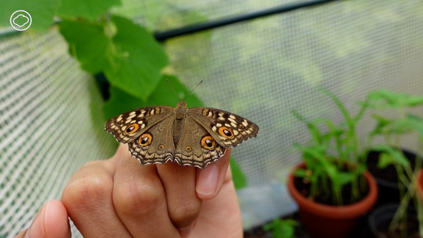 readthecloud's tweet image. ใครไถ TikTok บ่อย ๆ คงเห็นช่อง #Happybeefriends ผ่านหน้าผ่านตา ที่ บี-ชัญญกัญญ์ สังข์ปัญจภรกัญ เจ้าของเพจ ชวนผู้คนมาสังเกตธรรมชาติตัวจิ๋วรอบบ้านไปด้วยกัน จนได้บทเรียนจากธรรมชาติและศิลปะที่เธอหลงใหลสู่ความสุขของชีวิต #PageMaker readthecloud.co/happybeefriend…