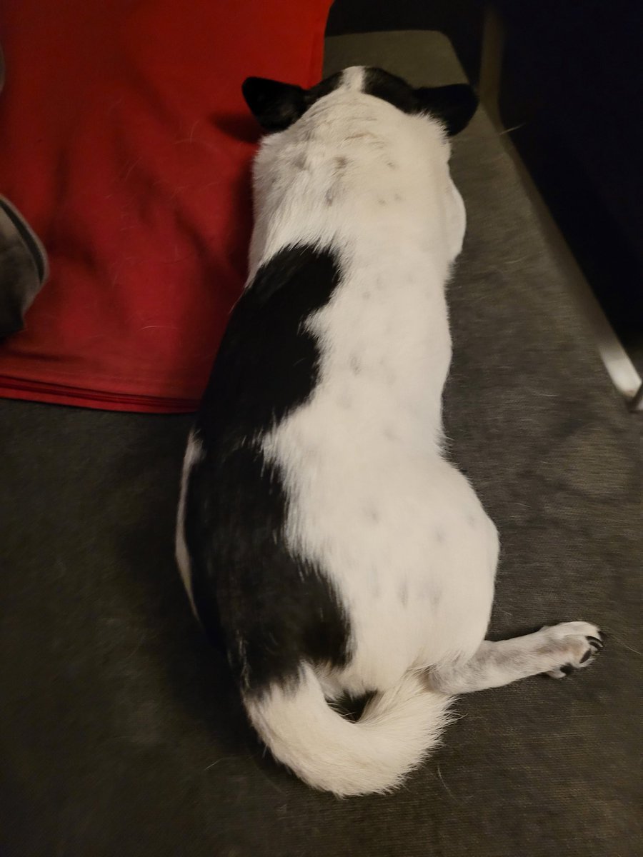 Guten Morgen, ihr Lieben. 🧡 

Noch immer zu früh. Kann doch nicht wahr sein. Naja. Kommt gut durch den #Schwiegerfreitag. 
🐶🍀☀️😊