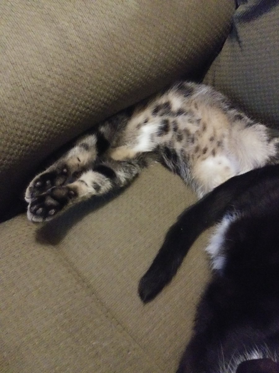 Please analyze this cat.