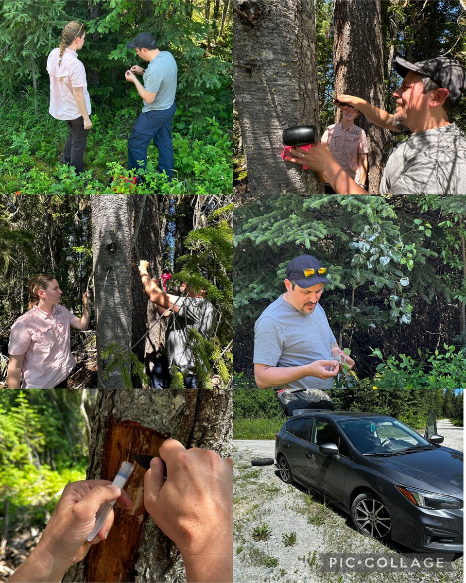 Forest Health Dynamics Lab (@foresthealth_au) on Twitter photo Currently at University of Northern British Columbia <a href="/UNBC/">University of Northern British Columbia (UNBC)</a> to meet with Dr. Cale!⛰️🌳🦌
We got to go to a local forest to look for some common pest and diseases. It was a great change of scenery! Even getting a flat tire didn’t ruin our day 😂 Currently at University of Northern British Columbia <a href="/UNBC/">University of Northern British Columbia (UNBC)</a> to meet with Dr. Cale!⛰️🌳🦌
We got to go to a local forest to look for some common pest and diseases. It was a great change of scenery! Even getting a flat tire didn’t ruin our day 😂