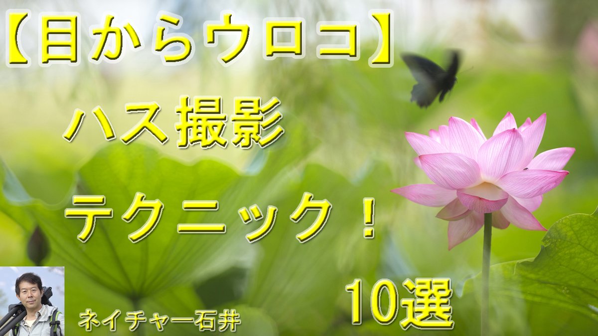 youtubeにネイチャー石井【目からウロコ】ハス撮影テクニック！　10選を公開しました。
30分と長いですが、今見頃を迎えているハスを撮影に行く前にご覧いただければ、必ず参考になると思いますよ♪
youtube.com/watch?v=_UMsKW…