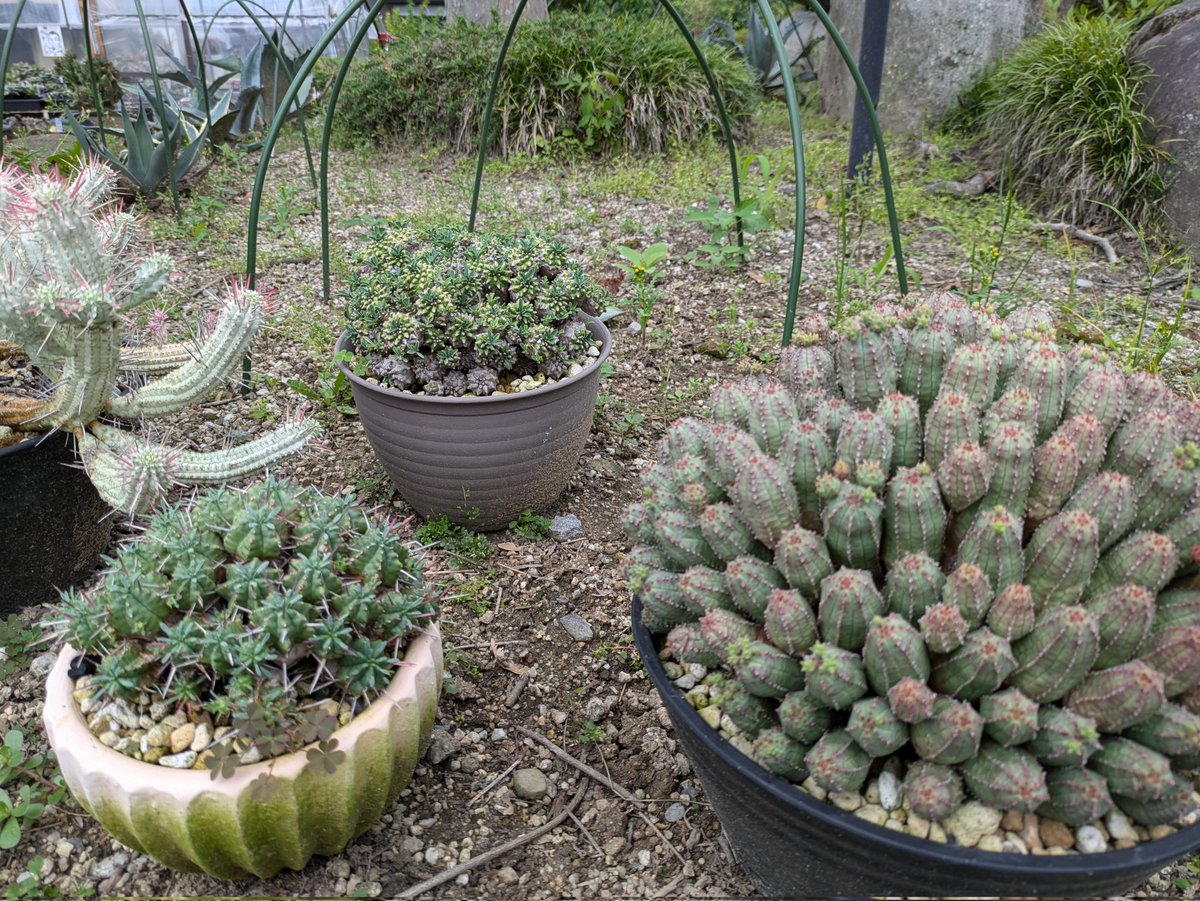 e7%99%bd%e6%a8%ba%e9%ba%92%e9%ba%9f