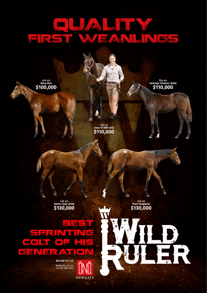 MonNeill's tweet image. WILD RULER ⚔️ could he be Champion First Season Sire ❓
Was he a pre-Christmas 🎄2YO❓
YES, won the L Inglis Nursery
Did he train on as a 3⃣ & 4⃣YO❓
YES, won the G1⃣ Moir at 4
Does he throw a nice type ❓
YES, he does 🤩
He answers all the ❓'s for breeders in 2⃣0⃣2⃣4⃣ ‼️
