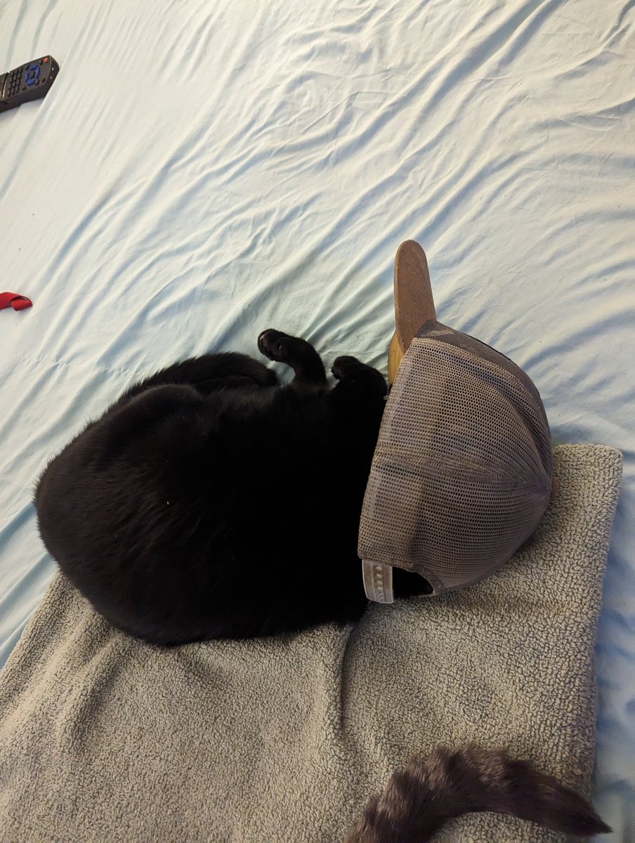 LadyMissCarly's tweet photo. Miss Miki loves her Daddy's @g3n3ric stinky baseball cap. Cats LOVE things that smell like loved ones. The smellier the better! The best way to show our #furbabies we're "with" them. Especially when we're not home! #CatsofX #CatsOfTexas #CatsOfTwitter #BlackCats #CatsOfAustin https://t.co/8AQ4RXPsU2