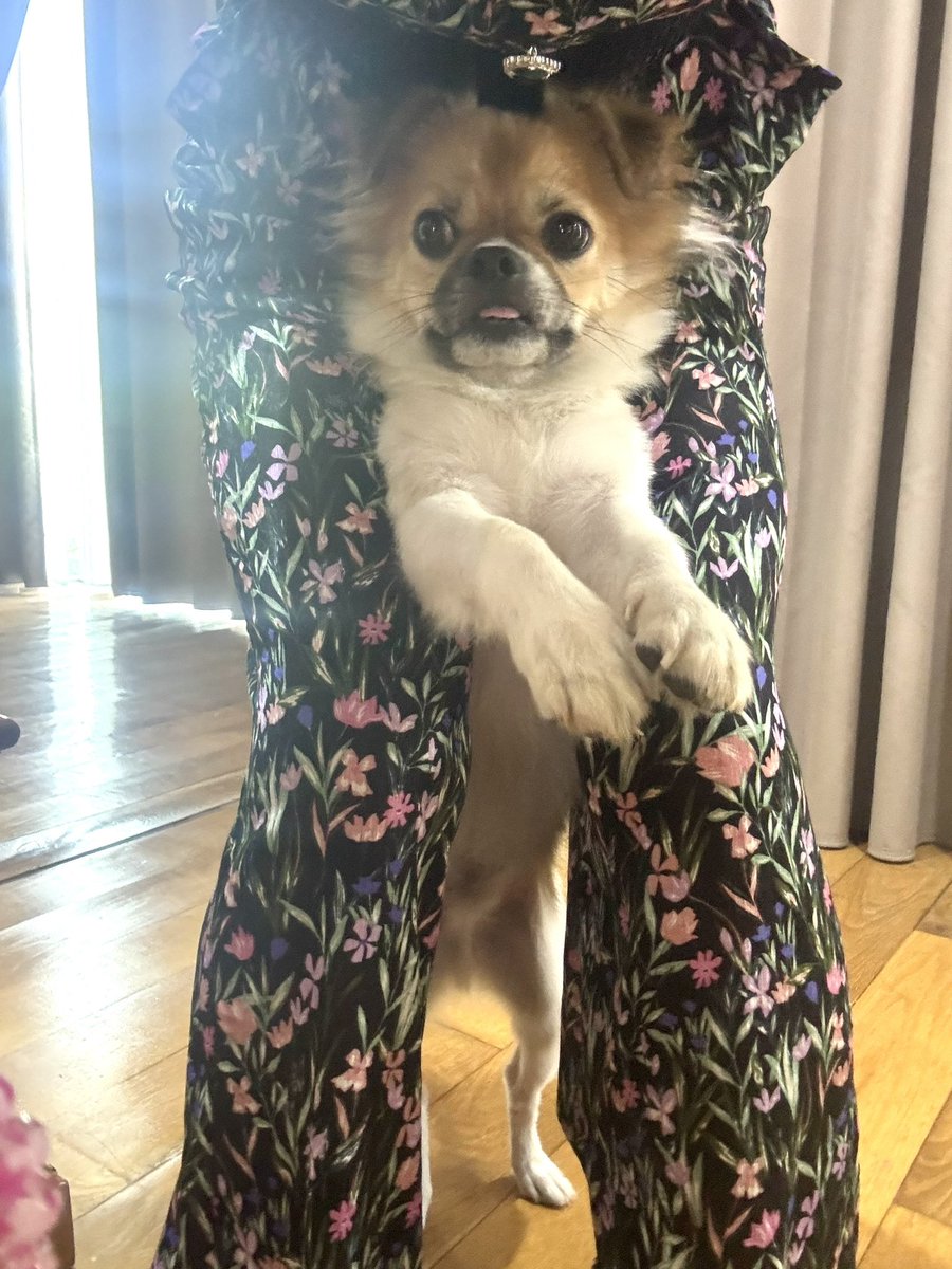* vintage dog ❀ * 淡いツートーンの可愛い ワンちゃん vintage dog ❀ * 淡いツートーンの可愛い ワンちゃん