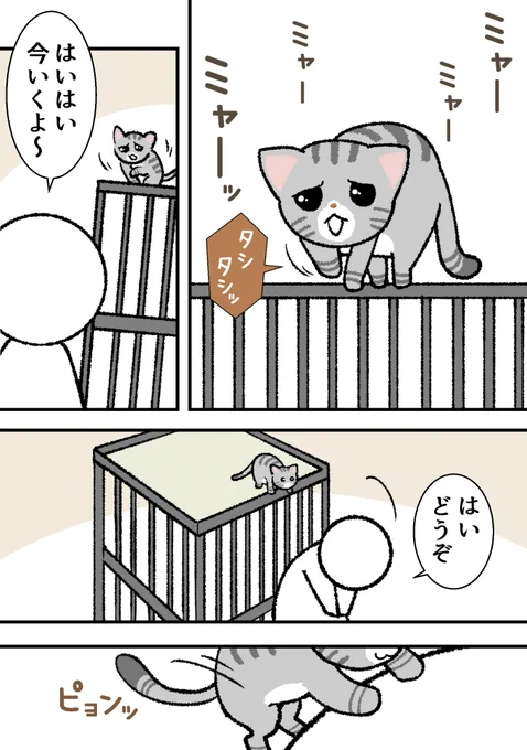 たっぷり甘やかして育てた結果。
#猫 #猫のいる生活 #ししゃも #猫好きさんと繋がりたい
#漫画が読めるハッシュタグ 