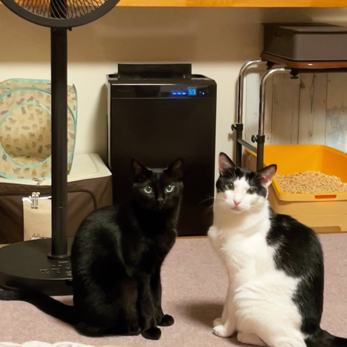nknk_w's tweet photo. はいカワイイ🐾🍀

#猫  #黒猫  #白黒猫  #よつばとくろ
#猫好きさんと繋がりたい
#猫のいる生活 https://t.co/UTKa38JLiv