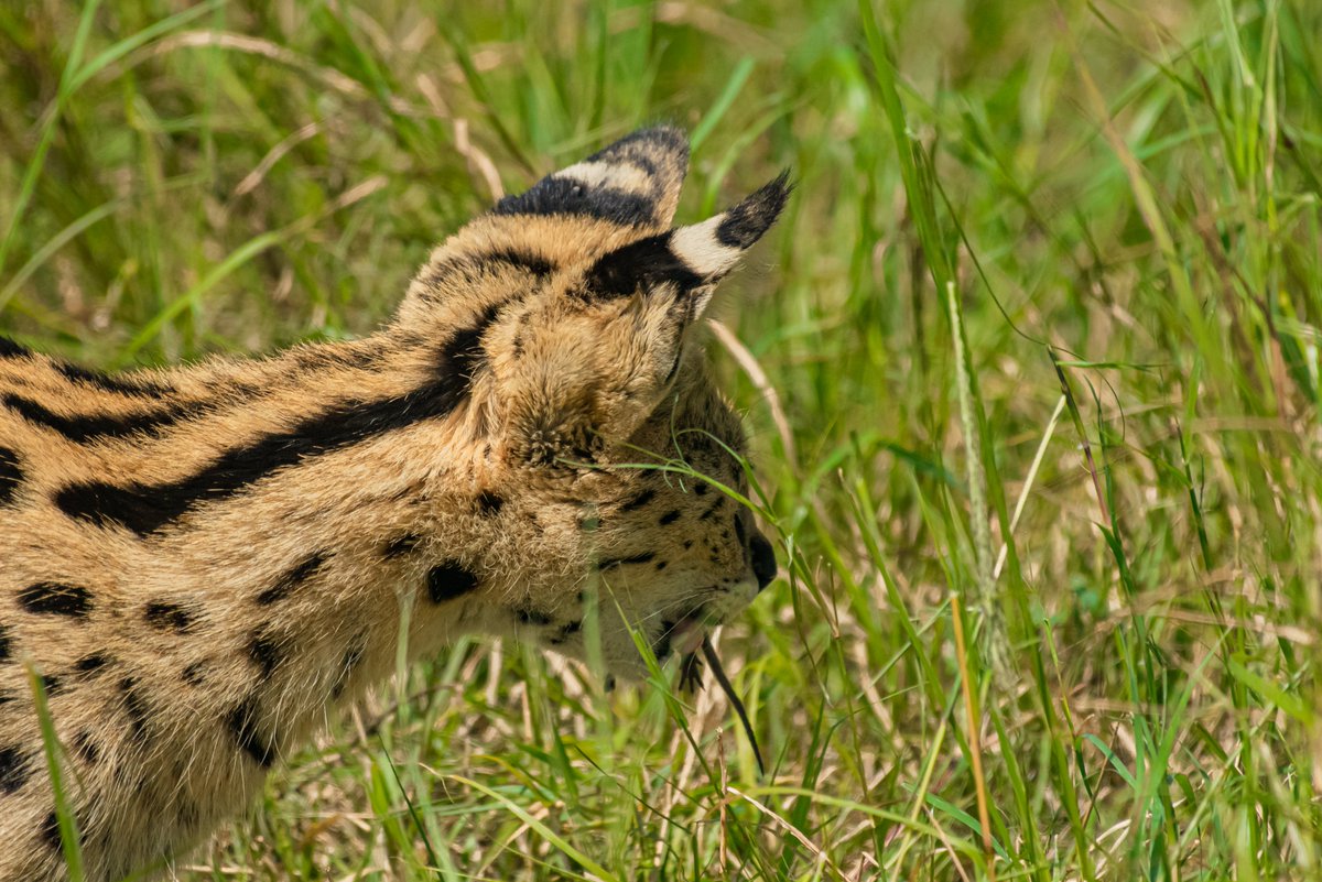 bownaankamal's tweet photo. Masai Mara Wildlife
1) Serval Cat | Masai Mara
2) Spotted Hyena | Masai Mara
3) Topi Pride Lioness | Masai Mara
#exploreafrica #destinationwild #africa #conservation #nikon #capturedinafrica #ConservationEfforts https://t.co/UAQvjk97k9