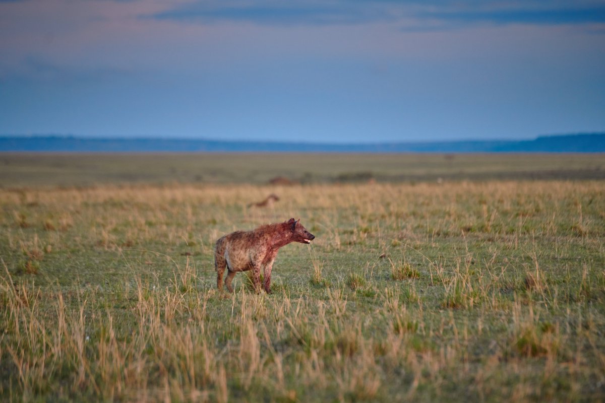 bownaankamal's tweet photo. Masai Mara Wildlife
1) Serval Cat | Masai Mara
2) Spotted Hyena | Masai Mara
3) Topi Pride Lioness | Masai Mara
#exploreafrica #destinationwild #africa #conservation #nikon #capturedinafrica #ConservationEfforts https://t.co/UAQvjk97k9