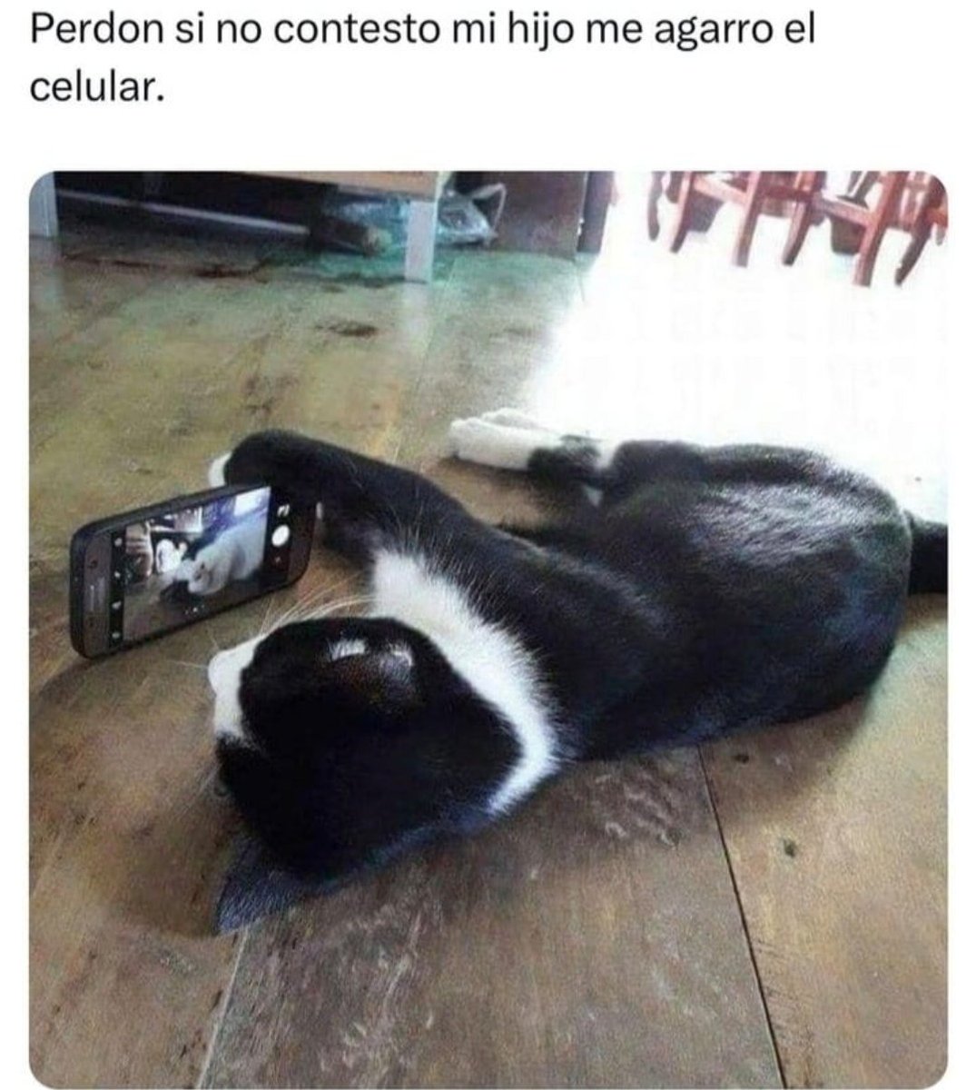 boladepelosof's tweet photo. 😻😻😻😻😻😻😻

#boladepelos #michimeme #CatsOfX #gato #gatos #gatitos #gatosfelices #catslovers #mascota #mascotas #mascotasfelices #felinos #felinoslindos https://t.co/F2RQ2j4JCM