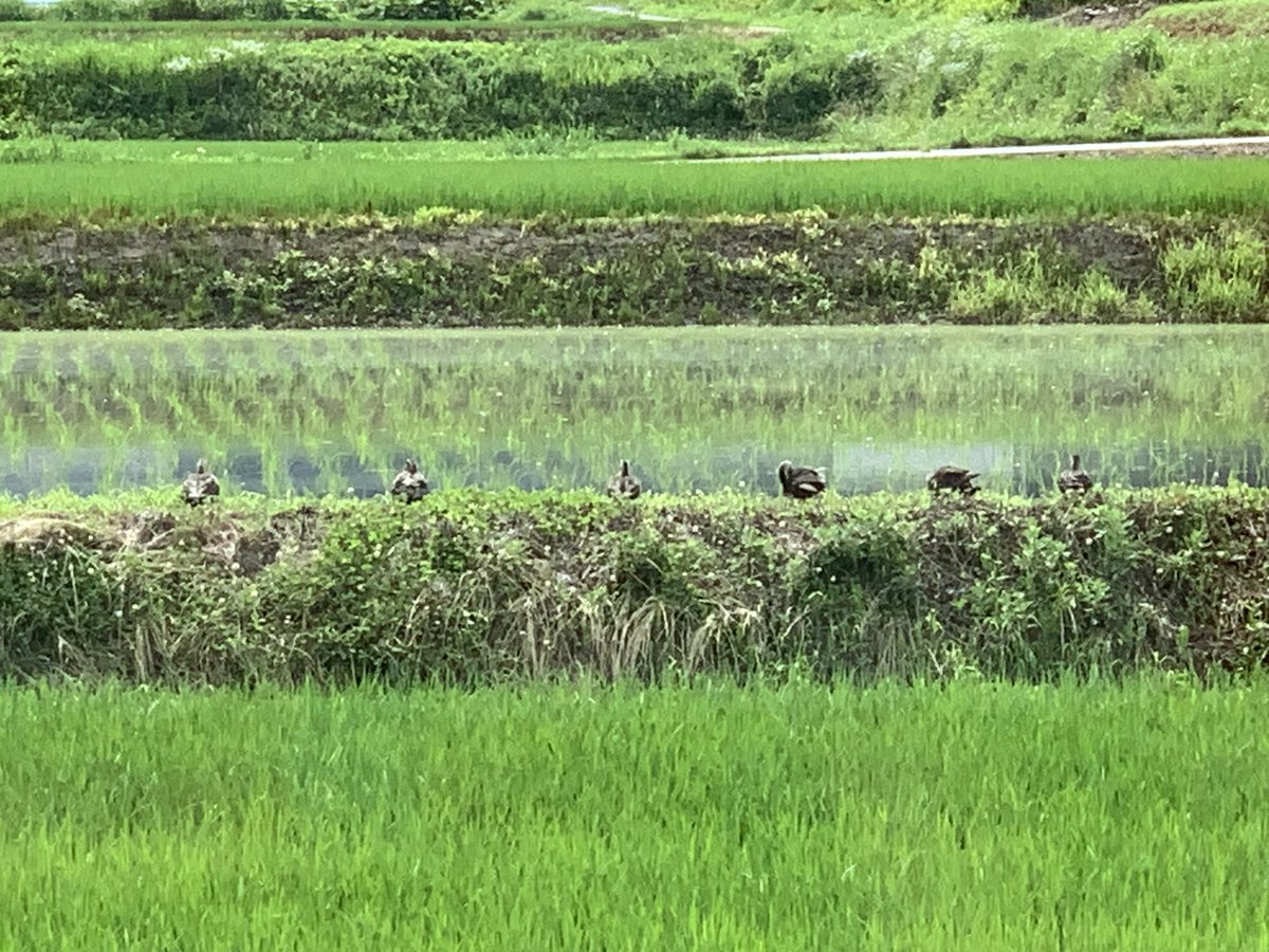 TakayamaExpat's tweet photo. Yesterday’s window view. The tango one field over seems to have more ducks every day. Today it had 2 herons too!
#japan #lifeinjapan #inakalife https://t.co/3lGXYn3RBn