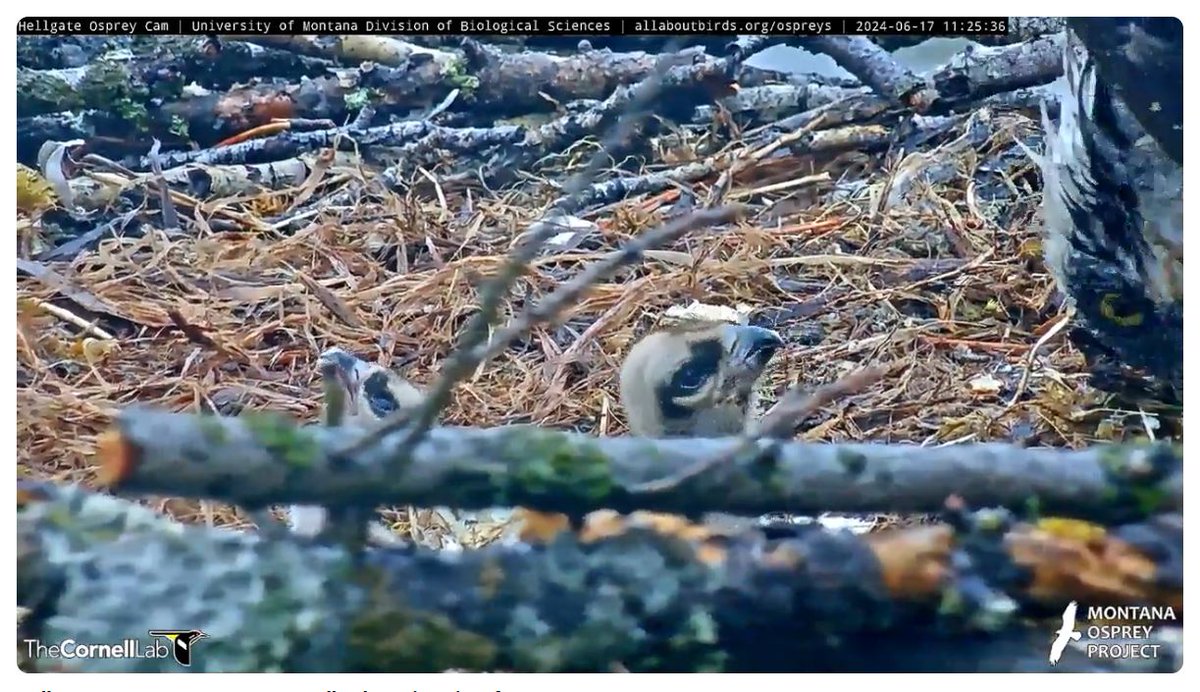 D🦁❤ tweet media