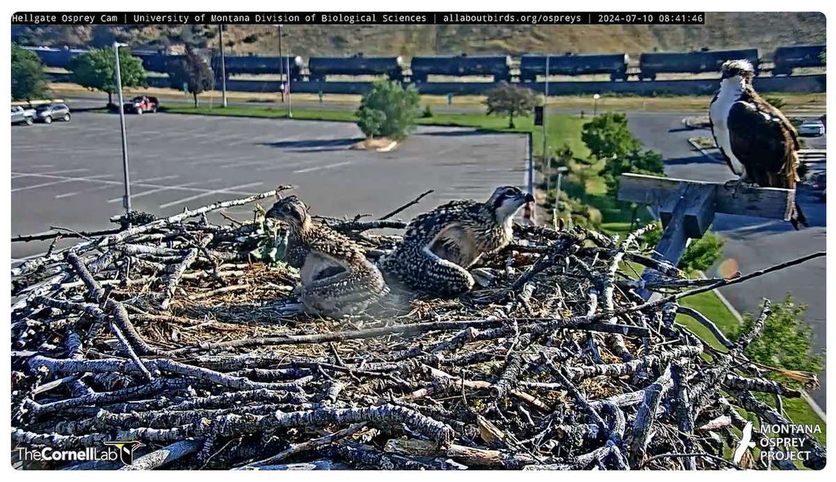 D🦁❤ tweet media