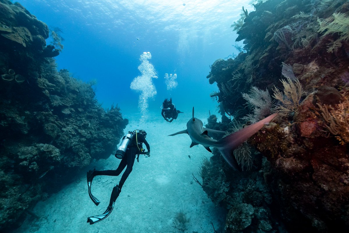 TUSA_JAPAN's tweet photo. バディーが...🦈...⁉
🌟🌟🌟🌟🌟🌟🌟🌟🌟
#TUSA #Tusajapan #TUSAJAPAN #TEAMTUSA #TeamTUSA #FINDYOUROCEAN #FindYourOcean #サンゴ保全活動 #scubadiving #ダイビング器材 #diving #reefrestorationfoundation #divingequipment #日本スクーバーダイビング協会 #divetourism #フォローお願いします https://t.co/58qpnJnlzT