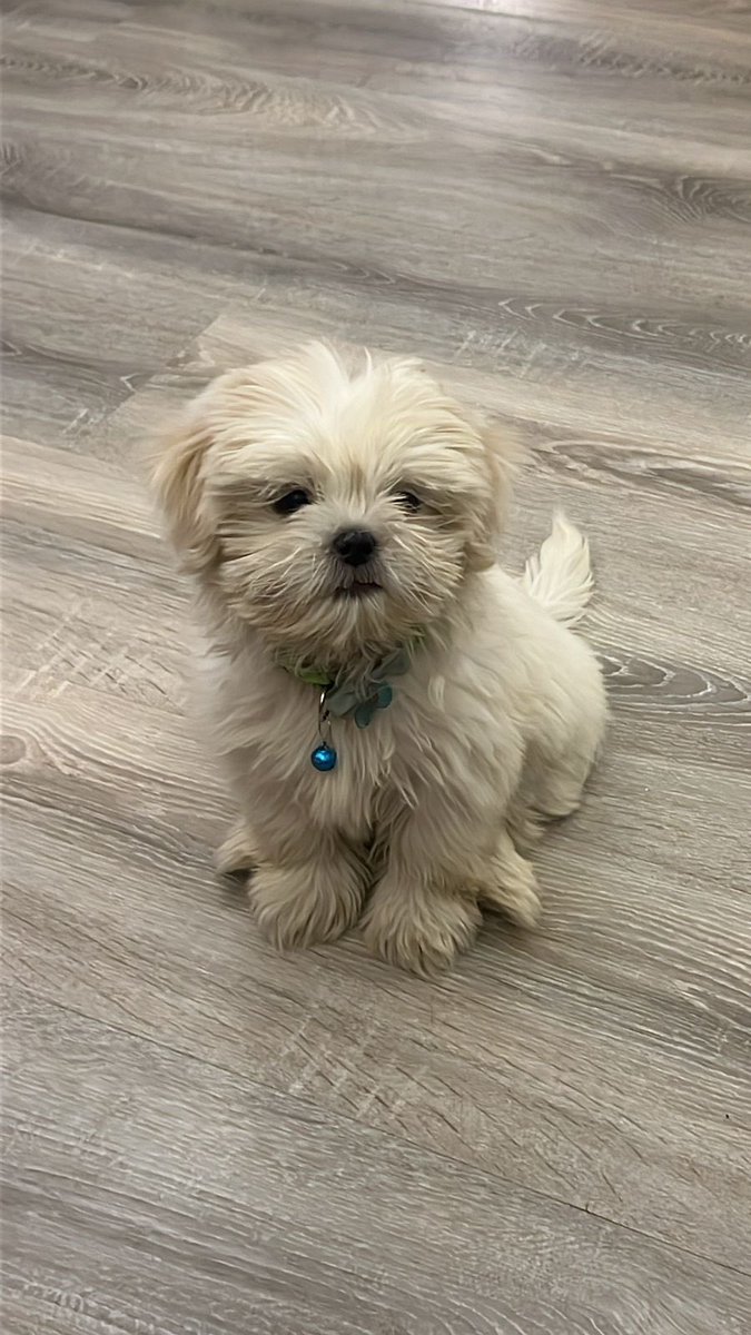 Arkadaşım evine köpek almış 7/24 oradayız artık