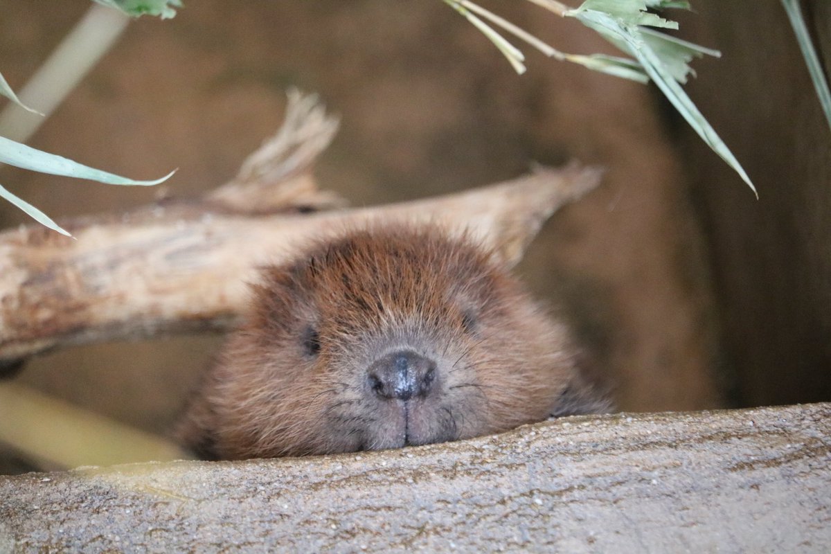 hamuteru6's tweet photo. ・    ω   ・

#トリアスふれあい動物園 
#アメリカビーバー
#ベビーバー
#チビーバー
#ビバ活
#zoo活 https://t.co/ptpXd8eAMT