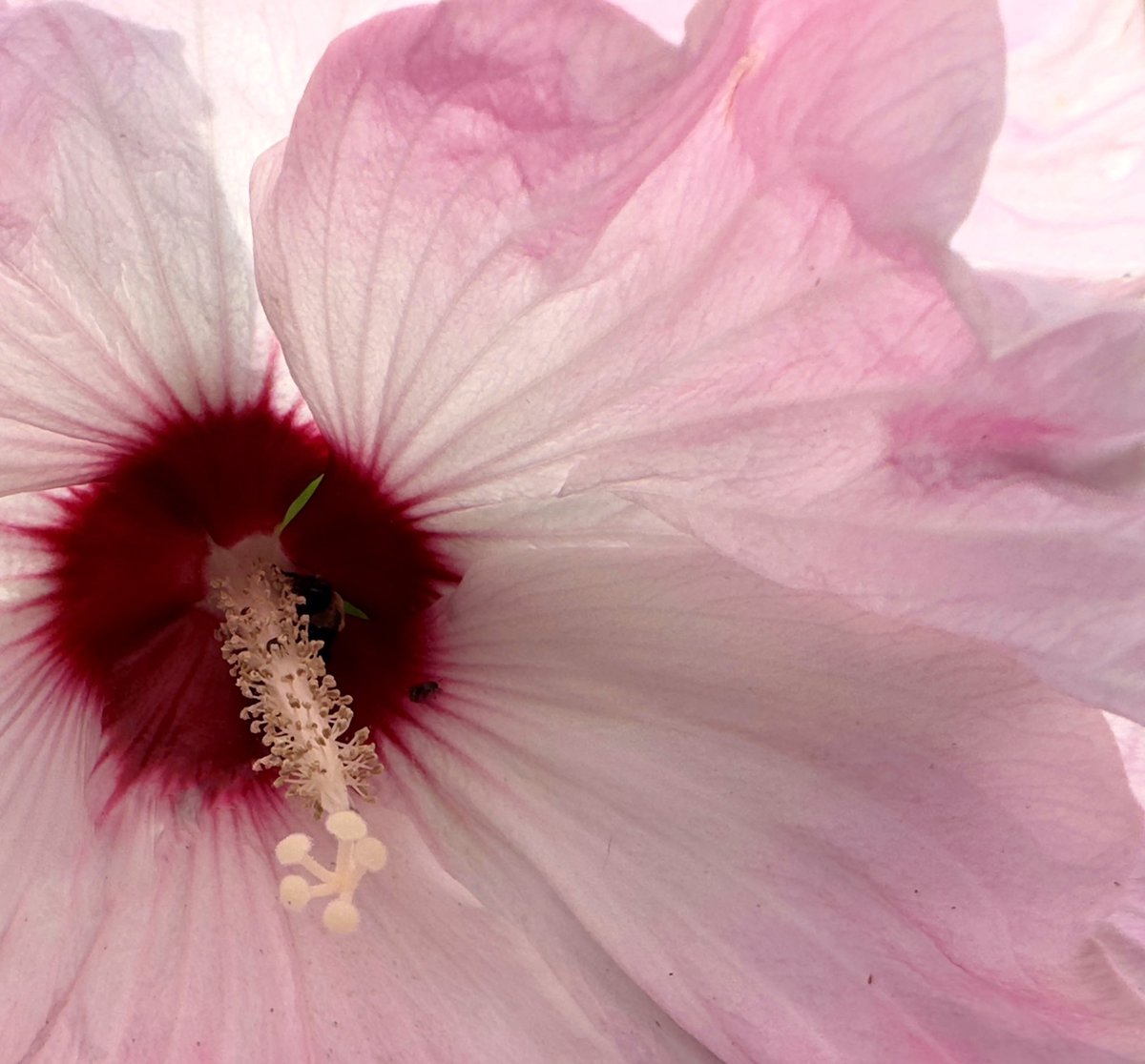 Deshawn68882369's tweet photo. Hardy Hibiscus @sjgiardini @ThePhotoHour #hardyhibiscus #Hibiscus #summerflowers #FlowersOfX https://t.co/03WRqxm3Rd