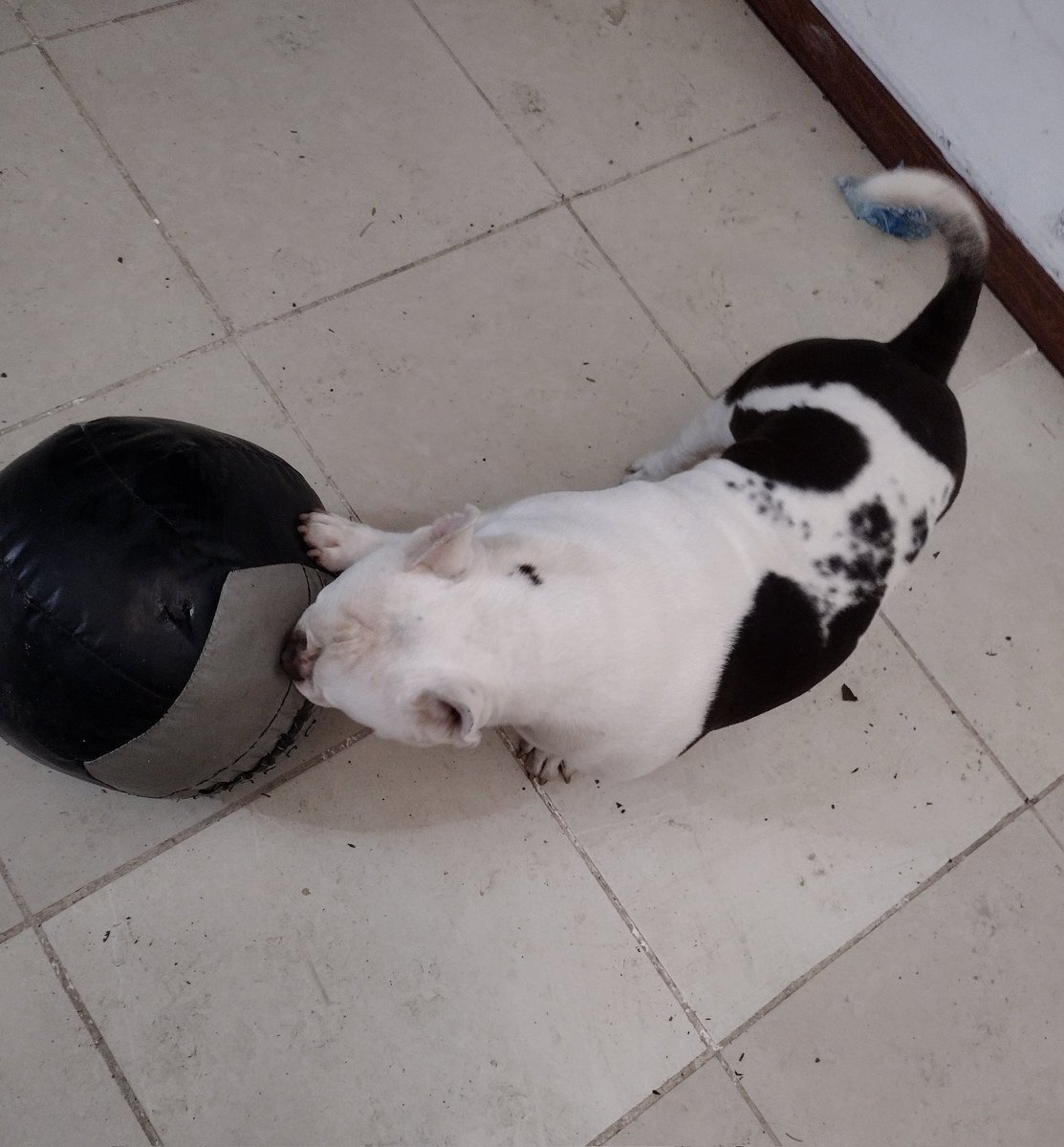 Pasar 24/7 con tu perrito es lo máximooo.