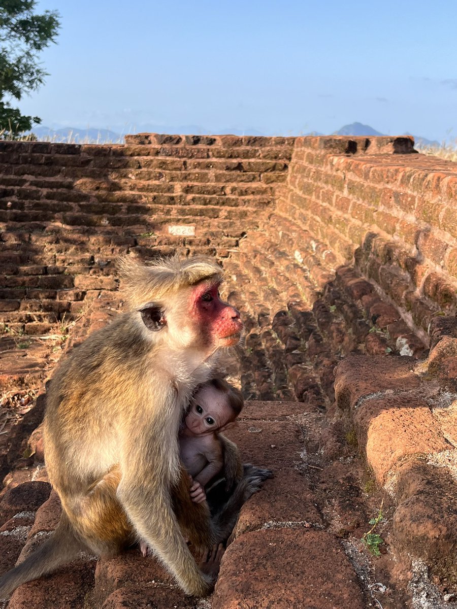 BirkenheadTrips's tweet photo. Up and out at 5:30am today to climb Sigirya rock. Early start and some tired faces, but a brilliant experience! https://t.co/eyuogUcozC
