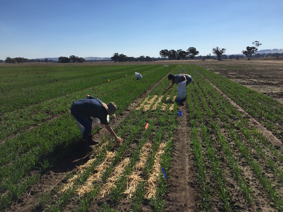 Do you have an R&amp;D project to benefit the grains industry such as <a href="/DPIRDbroadacre/">DPIRD Broadacre - WA Grains & Livestock</a> research into the role of ice nucleating bacteria in frost sensitivity of cereals in WA.

<a href="/COGGO_WA/">COGGO</a> Research Funding EOIs for 2025 projects close tomorrow. Don't miss out. 

giwa.org.au/industry-proje…