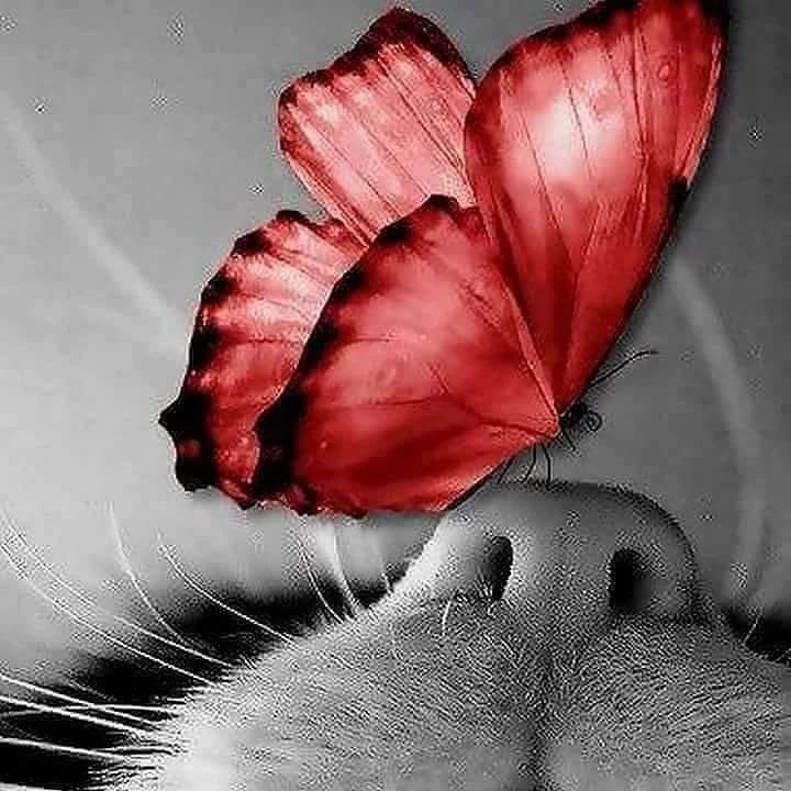 ultimo997's tweet photo. "Vivi in modo che la tua presenza non sia notata ma che la tua assenza sia sentita."

#vivere #modo #presenza #essere #notare #assenza #sentire https://t.co/NABzJ8A4E2