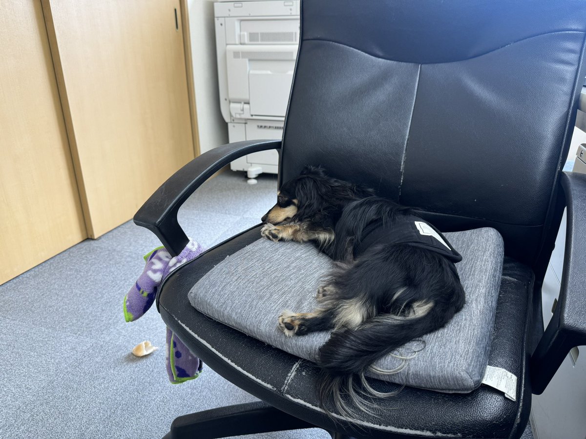 shibachibi55's tweet photo. 会社来てママの椅子を占領するエス君 https://t.co/XdgrPNYovn