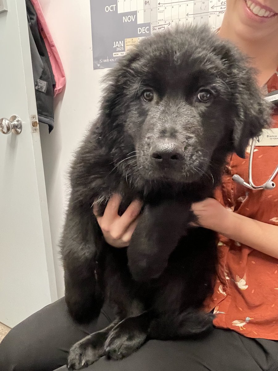 Hey Aucklanders. We have a lost puppy that has been handed into the clinic. Around four months old. Newfoundland. Please retweet and help me find the owner.