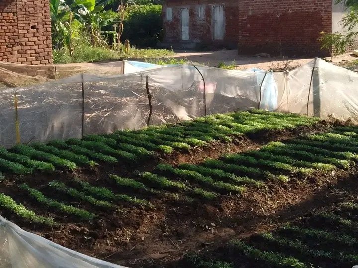 JoelOptimist1's tweet image. Farming isn't just a job, it's my passion! Every day brings new challenges and rewards. #GrowingFood #ProudFamer

𝔉𝔞𝔯𝔪 𝔴𝔦𝔱𝔥 #OptimistFarmer