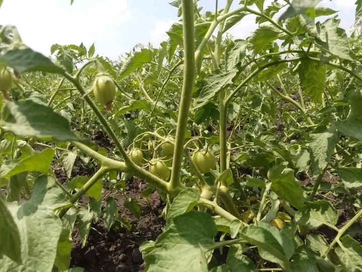 JoelOptimist1's tweet image. Farming isn't just a job, it's my passion! Every day brings new challenges and rewards. #GrowingFood #ProudFamer

𝔉𝔞𝔯𝔪 𝔴𝔦𝔱𝔥 #OptimistFarmer