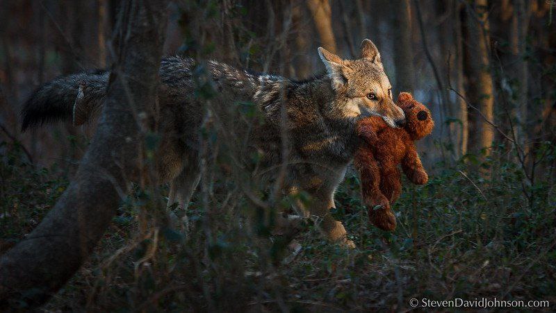 [🔗](api.tinyfox.dev/hourly/yotes/p…)