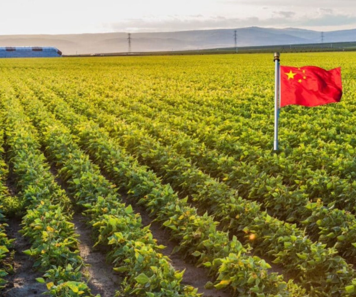 MAGA Voice tweet media