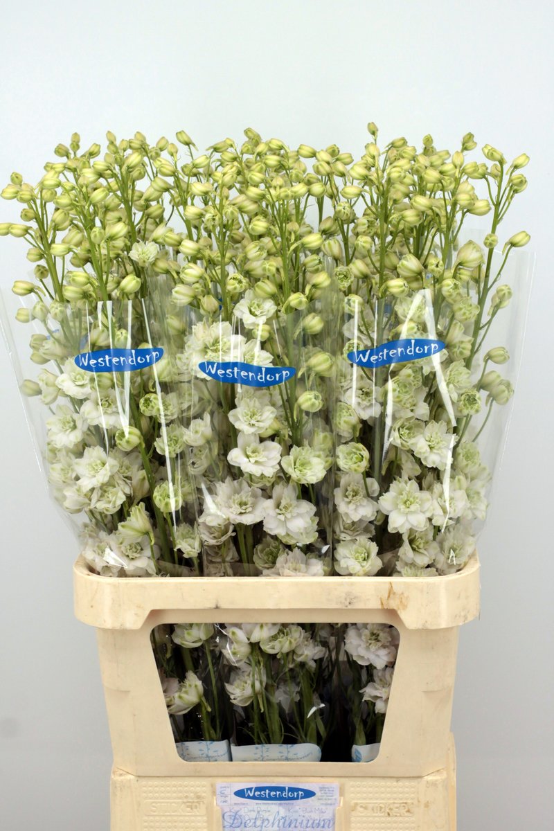 awestendorp's tweet photo. Vrijdag weer diverse Delphinium voor de klok in Aalsmeer https://t.co/e7iv5eR8Pr
