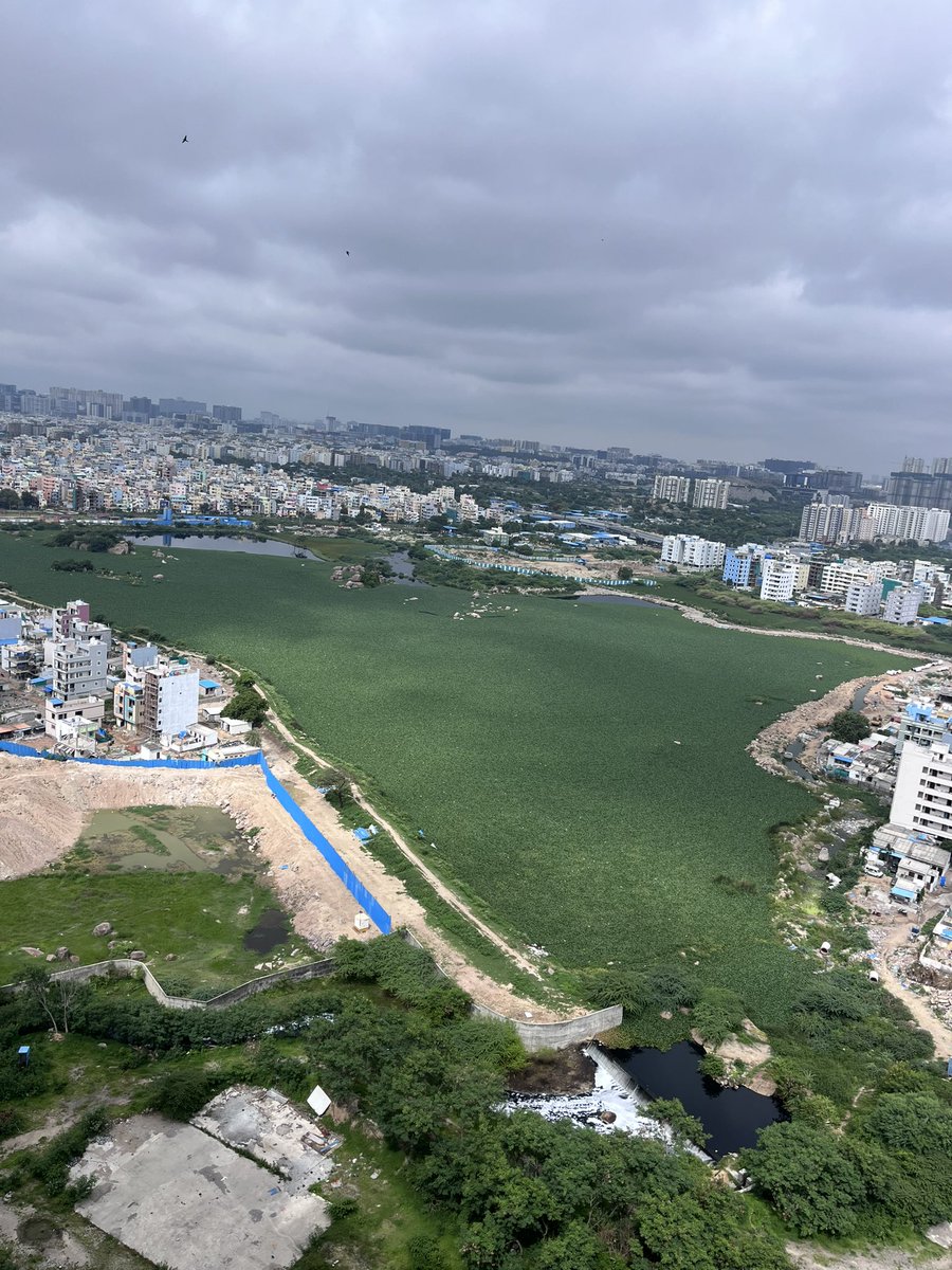 manikanthkarum3's tweet photo. Kamuni cheruvu behind rainbow vistas and marina skies is filled with water hyacinth. It’s causing menace of mosquitos. Response from GHMC officials is lacklustre. Plz look into it &amp;get the lake cleaned ASAP. Residents including children are suffering from fevers @CommissionrGHMC https://t.co/F7gnCHI3SZ