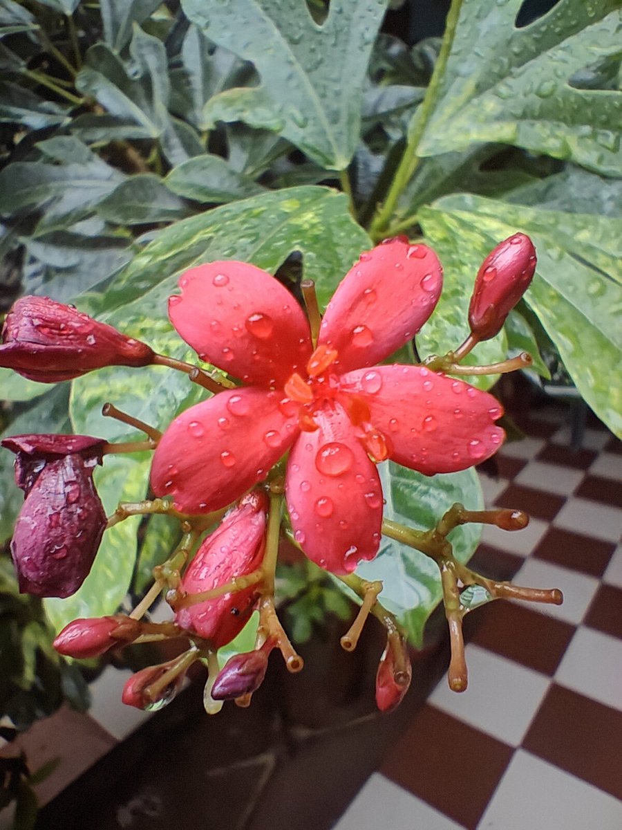 anas_patel_ad's tweet photo. Us ke chehrey ki ronak Jaise..,
Baarish me phoolo ki chamak..🌺 https://t.co/jhcc6SfYdb
