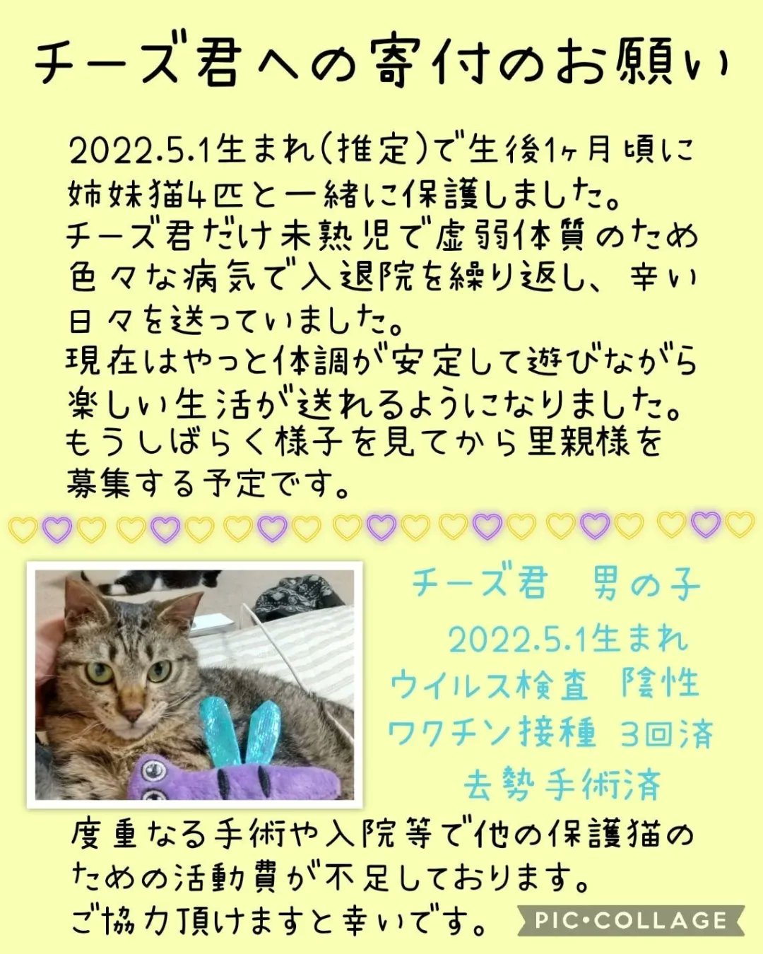 にゃんラブ (@nyanclub2020) / X