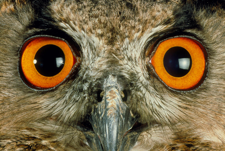 stares at you with my big autistic eyes until you give me your wallet