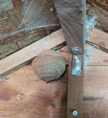 TigersBCP's tweet photo. We had a lovely visit to the allotment last week, learning about different plants. We even picked some different fruits and saw an empty hornets nest! A huge thankyou to Pat for providing this experience for our children. https://t.co/6d3hsSz2mK