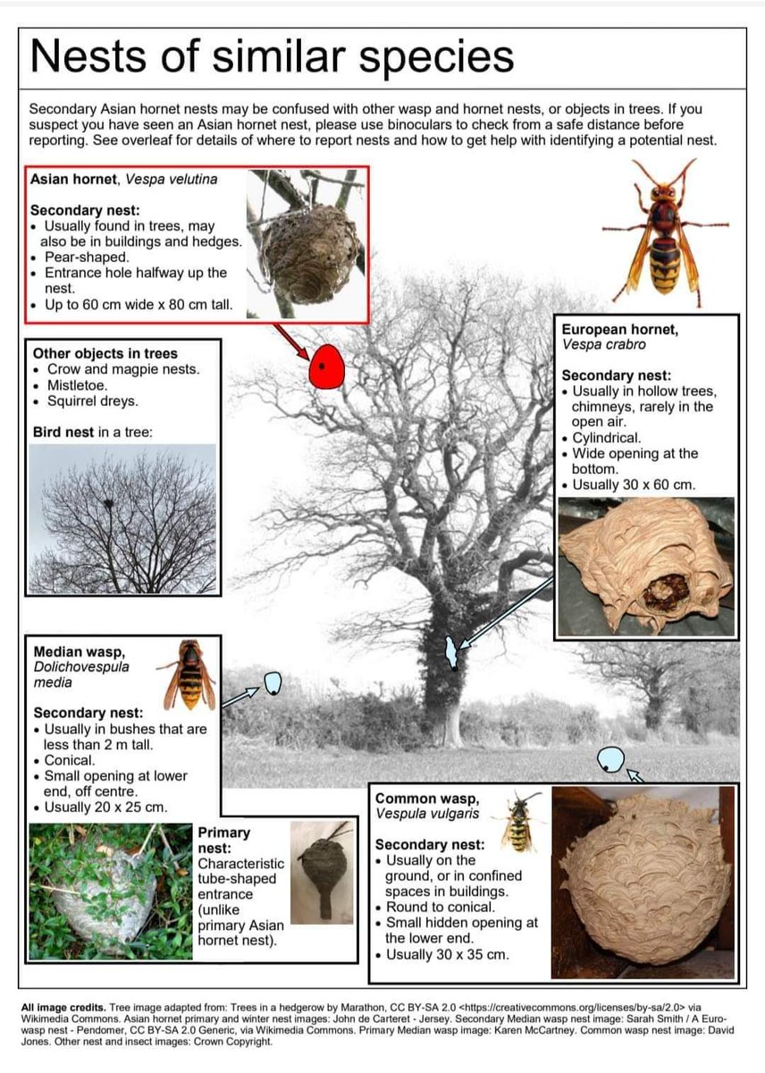 With the first yellow-legged Asian hornet secondary nest found on Jersey this week, it may be worth a reminder of nest Identification. Please share on your own social media.