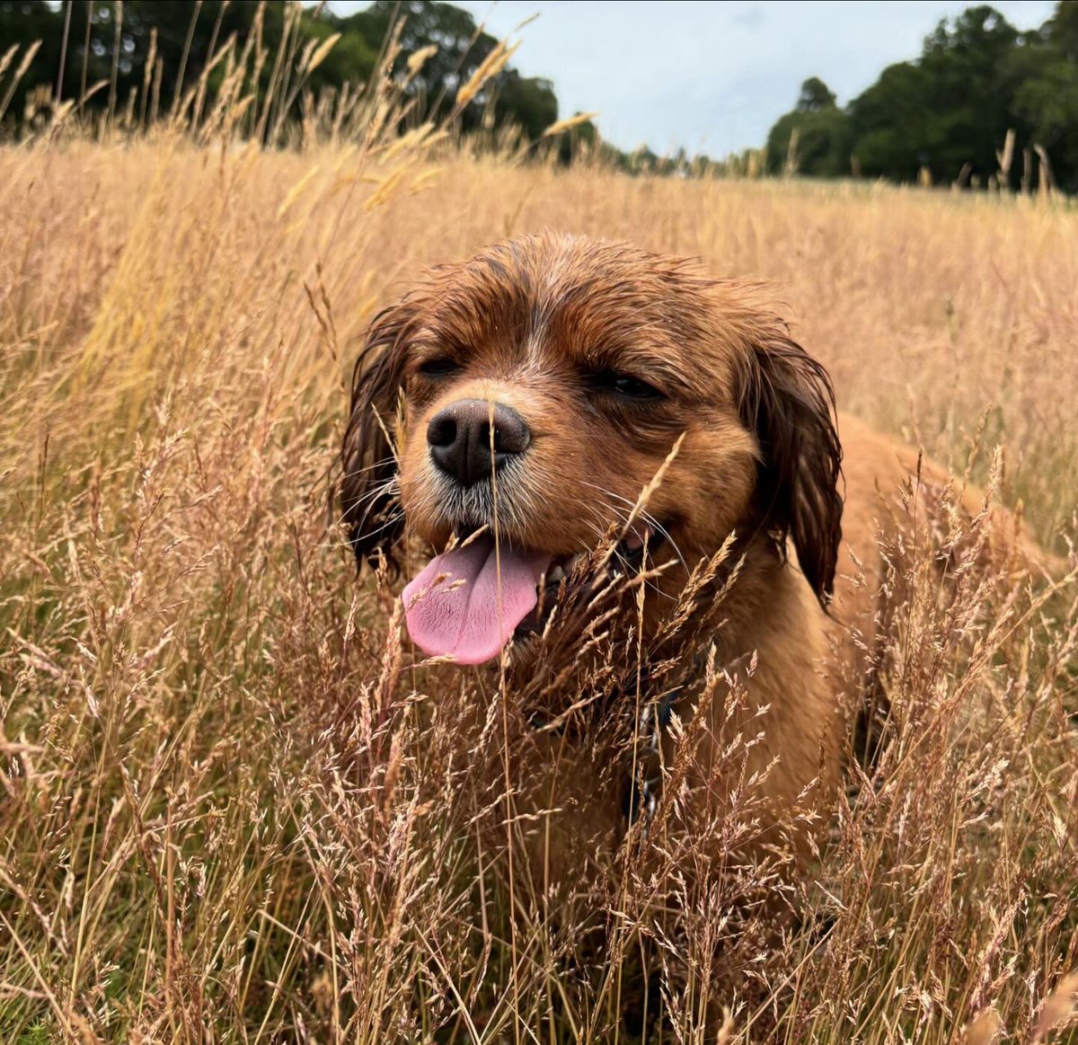 Carl Sharp tweet media