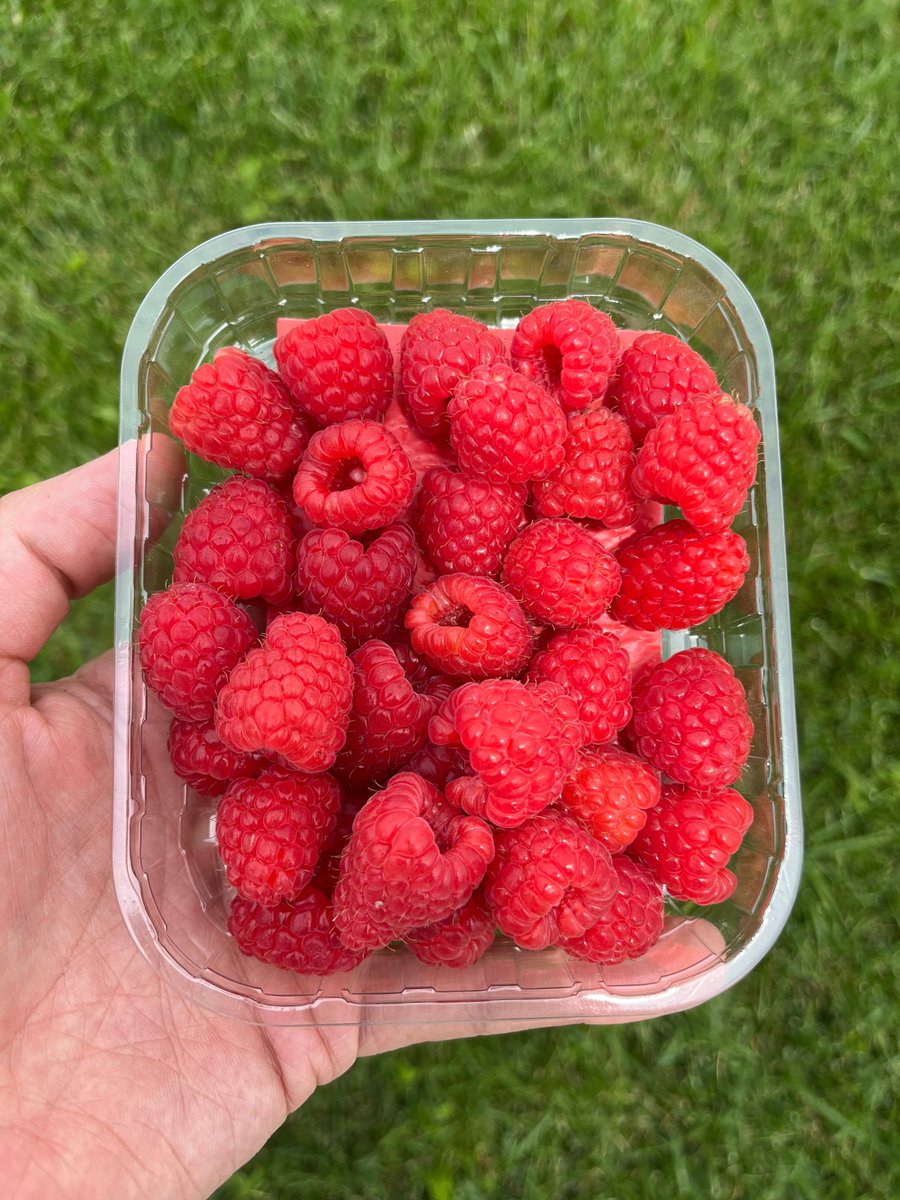 globalplantgen's tweet photo. This is Lewis Raspberry from @JamesHuttonLtd Early & extended seasonality
High yield & exceptional quality
Low chill, easy cultivation
Perfect for fresh & processed markets
Lewis sets new standards in raspberry production!
#BerryFarming #PremiumProduce #Horticulture https://t.co/CZjpm8HYn4