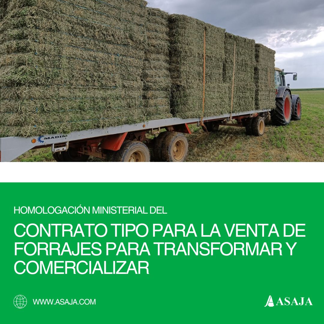 AsajaNacional's tweet image. Homologación ministerial del contrato tipo para la venta de #forrajes para transformar y comercializar

Vigente durante la actual campaña (1 junio de 2024 a 31 de mayo de 2025)

Más info 👉ow.ly/RKol50Sztsh