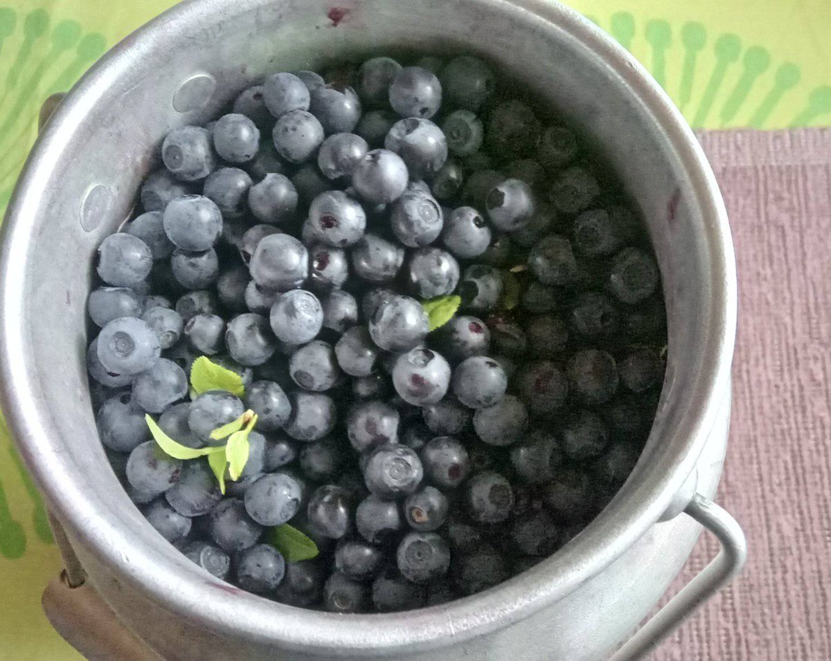 Muksunen's tweet photo. #Mummo_meni_mustikkaan.
Kausi aloitettu, ja tässä ekat lapsenlapselle kerätyt mustikat ikinä. No, vielä ei ole kiire keräämään, ja toukokuun kuivuus näkyy paikka paikoin marjan koossa. Onneksi sittemmin on saatu vettä.
#Mustikka #metsä #mustikkametsä #marjasaalis #mummo https://t.co/VCsbZt9dDW