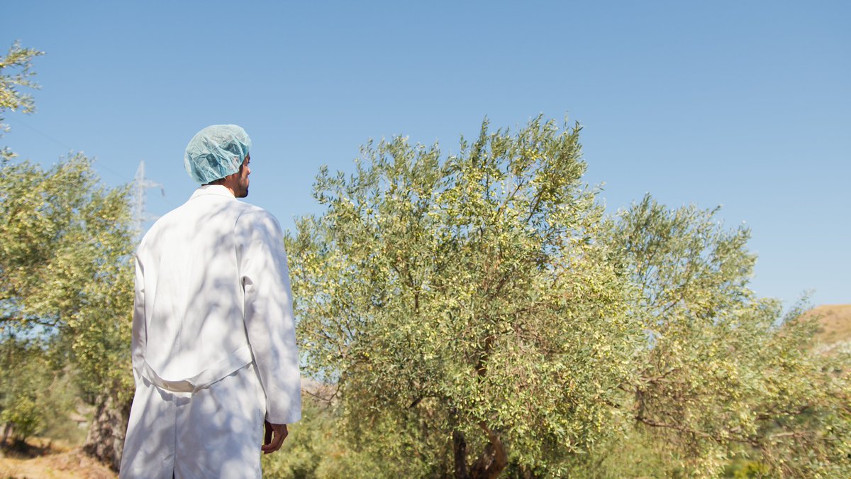 ¿Cuánto cuesta recolectar #aceitunas? ¿Cómo optimizar gastos en la producción de #aceite? ¿Cuándo se rentabiliza la instalación de #placassolares? ¿Los autómatas programables ayudan a mejorar la cosecha? ¿Y en un #olivar ecológico? acortar.link/yZiVr7
#eficienciaenergetica