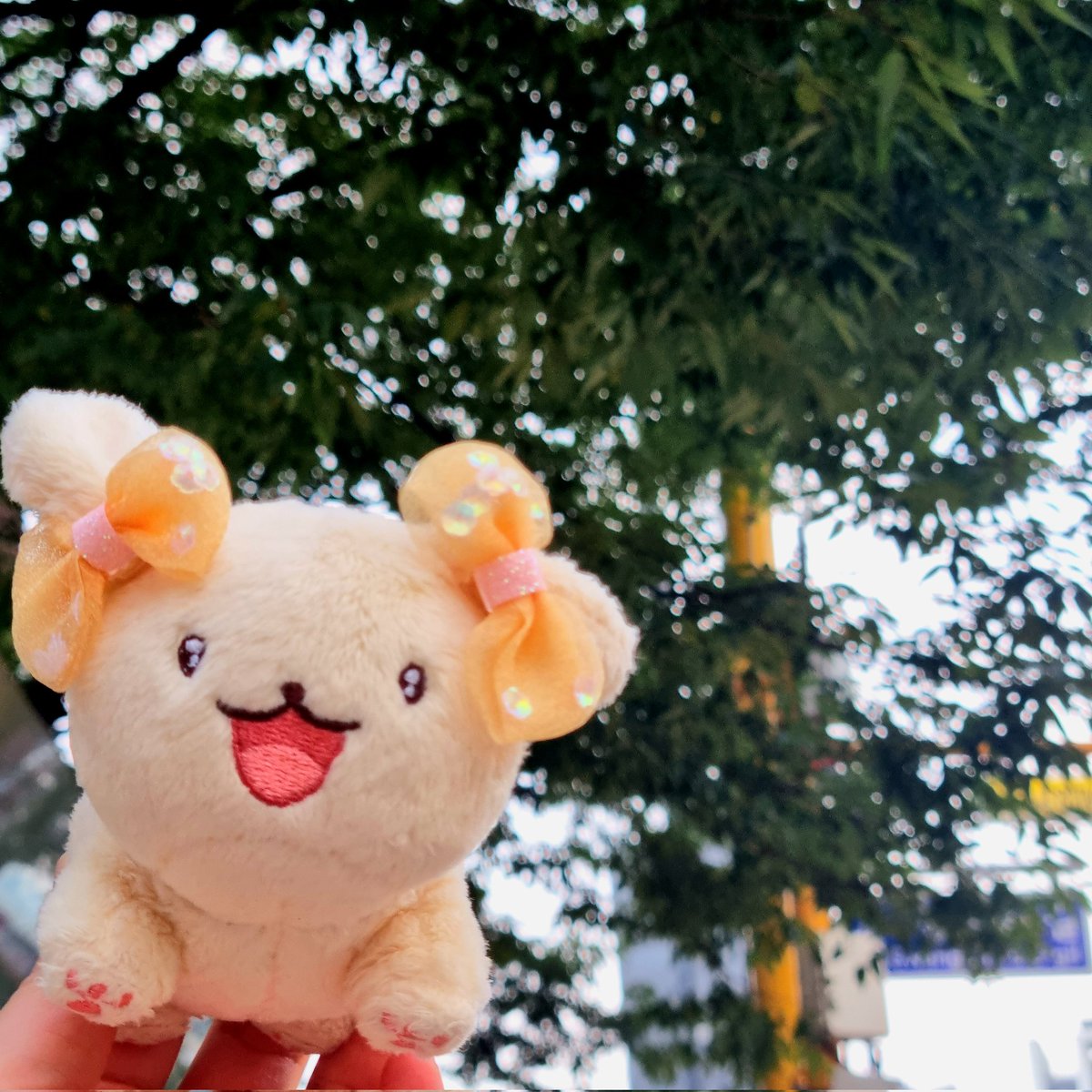 오늘 콩이 사진을 겨우 하나 찍어서 낼 자몽에이드랑 같이 또 나가기로🧡💛

#왕왕_나만의_작은콩 
#모란솜이_피었습니다