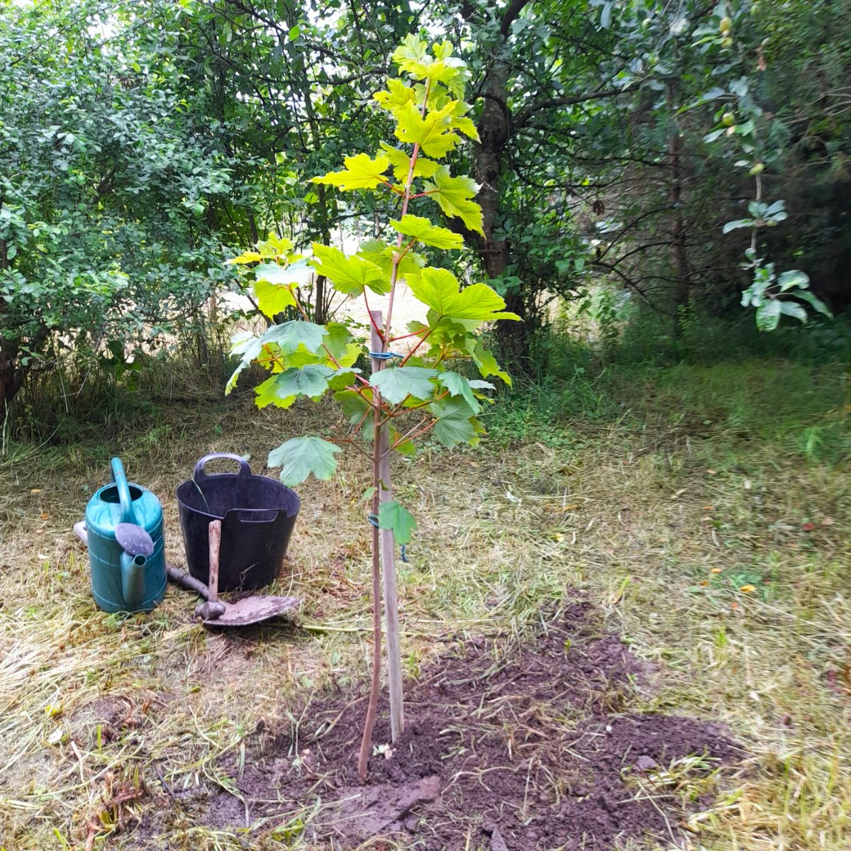 JonathanHumble's tweet photo. Rescuing another sycamore sapling that was growing up our drive. Now happily relocated in the field behind the house. ๐๐
#TreeTherapy #WoodlandWonder #WooHoo https://t.co/Qd2i5JYwrw